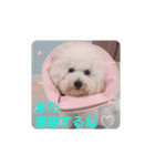 みんと♡ビションフリーゼ（個別スタンプ：35）