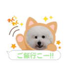 みんと♡ビションフリーゼ（個別スタンプ：36）