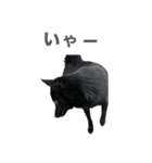 NOA1230（個別スタンプ：2）