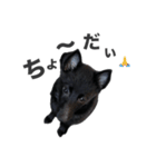 NOA1230（個別スタンプ：8）