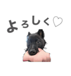 NOA1230（個別スタンプ：12）