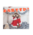といぷーどる！チャロくんのスタンプ（個別スタンプ：5）