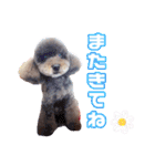 といぷーどる！チャロくんのスタンプ（個別スタンプ：9）
