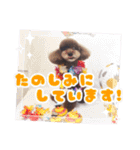 といぷーどる！チャロくんのスタンプ（個別スタンプ：10）