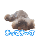 といぷーどる！チャロくんのスタンプ（個別スタンプ：11）