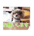 といぷーどる！チャロくんのスタンプ（個別スタンプ：13）