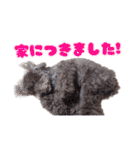 といぷーどる！チャロくんのスタンプ（個別スタンプ：15）