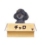 といぷーどる！チャロくんのスタンプ（個別スタンプ：40）