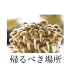 坂プロ公式キャラ モトゥキスタンプvol.1（個別スタンプ：8）