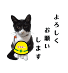 安全第一！仕事猫エレが作業現場で一言！（個別スタンプ：3）