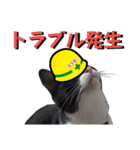 安全第一！仕事猫エレが作業現場で一言！（個別スタンプ：5）