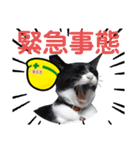 安全第一！仕事猫エレが作業現場で一言！（個別スタンプ：6）