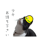 安全第一！仕事猫エレが作業現場で一言！（個別スタンプ：10）