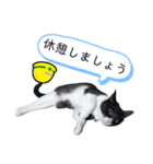 安全第一！仕事猫エレが作業現場で一言！（個別スタンプ：12）