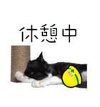 安全第一！仕事猫エレが作業現場で一言！（個別スタンプ：13）
