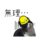安全第一！仕事猫エレが作業現場で一言！（個別スタンプ：20）