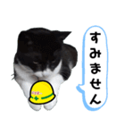 安全第一！仕事猫エレが作業現場で一言！（個別スタンプ：22）