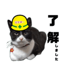 安全第一！仕事猫エレが作業現場で一言！（個別スタンプ：25）