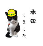 安全第一！仕事猫エレが作業現場で一言！（個別スタンプ：26）