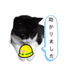 安全第一！仕事猫エレが作業現場で一言！（個別スタンプ：27）