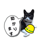 安全第一！仕事猫エレが作業現場で一言！（個別スタンプ：28）