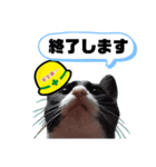 安全第一！仕事猫エレが作業現場で一言！（個別スタンプ：31）