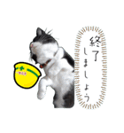 安全第一！仕事猫エレが作業現場で一言！（個別スタンプ：32）