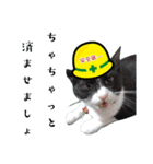 安全第一！仕事猫エレが作業現場で一言！（個別スタンプ：33）