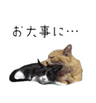安全第一！仕事猫エレが作業現場で一言！（個別スタンプ：39）