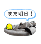 安全第一！仕事猫エレが作業現場で一言！（個別スタンプ：40）