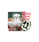 コロンちゃんカレンダー1（個別スタンプ：1）