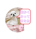 コロンちゃんカレンダー1（個別スタンプ：3）