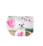 コロンちゃんカレンダー1（個別スタンプ：4）