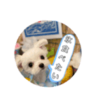 コロンちゃんカレンダー1（個別スタンプ：7）