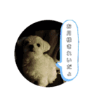 コロンちゃんカレンダー1（個別スタンプ：9）