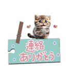 ねこちぃずneo★挨拶と連絡スタンプ（個別スタンプ：17）