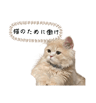 猫のわたげ②（個別スタンプ：1）