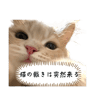 猫のわたげ②（個別スタンプ：2）