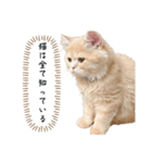 猫のわたげ②（個別スタンプ：4）