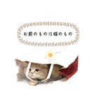 猫のわたげ②（個別スタンプ：6）