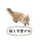 猫のわたげ②（個別スタンプ：7）