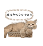 猫のわたげ②（個別スタンプ：8）