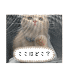 猫のわたげ②（個別スタンプ：9）