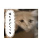 猫のわたげ②（個別スタンプ：10）