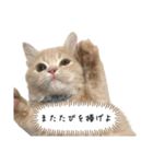 猫のわたげ②（個別スタンプ：11）