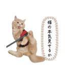 猫のわたげ②（個別スタンプ：12）