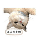 猫のわたげ②（個別スタンプ：13）