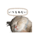 猫のわたげ②（個別スタンプ：14）