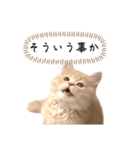 猫のわたげ②（個別スタンプ：15）