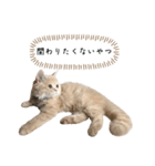 猫のわたげ②（個別スタンプ：16）